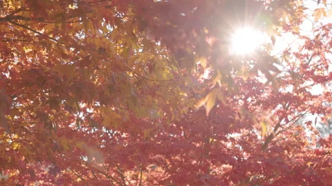 Fall trees with sunlight coming through, autumn trees, fall season, fall leaf 스톡 동영상 220601840