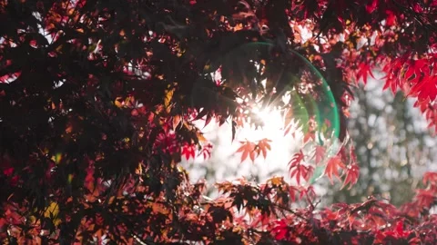 Fall trees with sunlight coming through, autumn trees, fall season, fall leaf Stock Footage 318420212