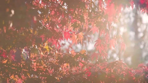 Fall trees with sunlight coming through, autumn trees, fall season, fall leaf Stock Footage 318420216