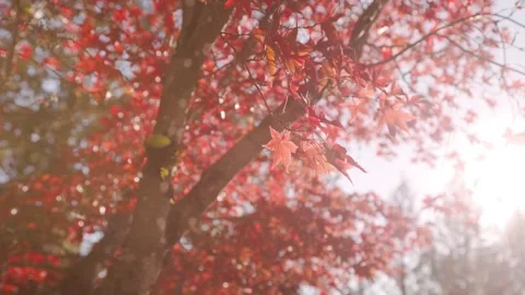 Fall trees with sunlight coming through, autumn trees, fall season, fall leaf Stock Footage 318420217