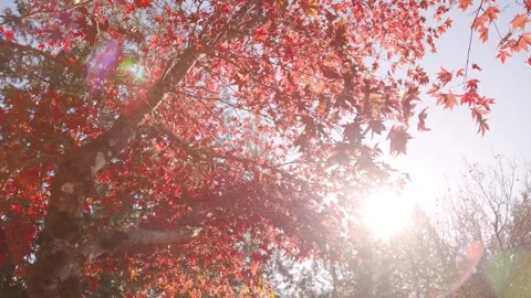 Fall trees with sunlight coming through, autumn trees, fall season, fall leaf Stock Footage 318420231