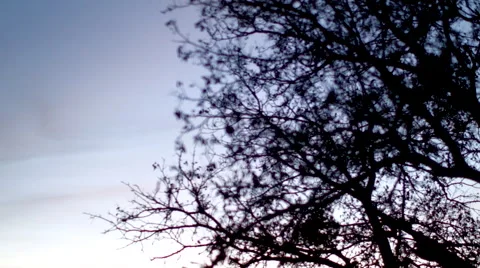 Fall Trees at Sunset Видео 47684047