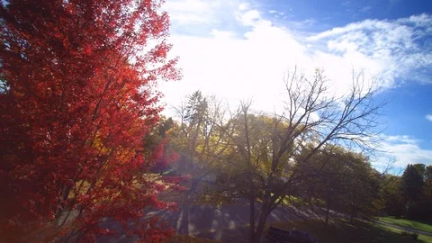 Fall trees at sunset Video stock 105796501