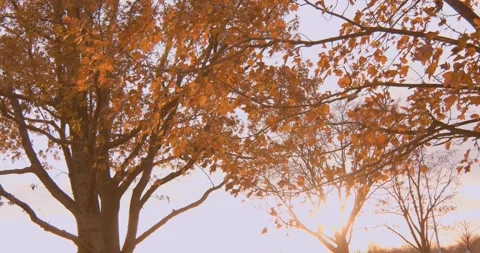 Fall Trees at Sunset Stock Footage 321795797