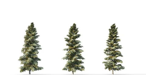 Fall trees swaying in the strong wind. Stock Footage 328451215