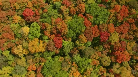 Fall trees top down low down Stock Footage 256918780