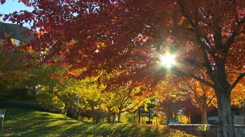 Fall trees tracking Stock Footage 1039555