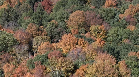 Fall Trees Vertical Pans Stock Footage 32901472