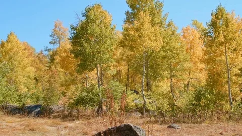 Fall trees wide Aspens Steens Mountain Near Malhuer Wildlife Refuge 8 Stock Footage 81671129