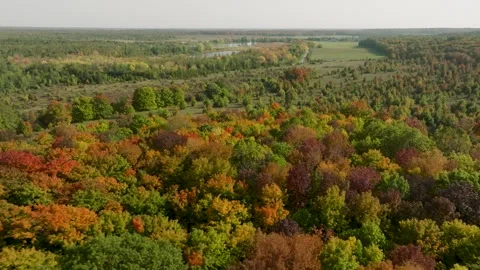 Fall trees wide field Stock Footage 256938380