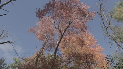 Fall Trees in Wind Stock Footage 140807490