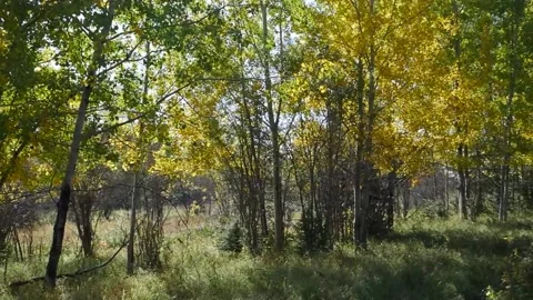 Fall Trees Wind Pan Right Stock Footage 141287932