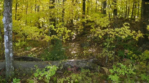 Fall Trees10 Stock Footage 540178