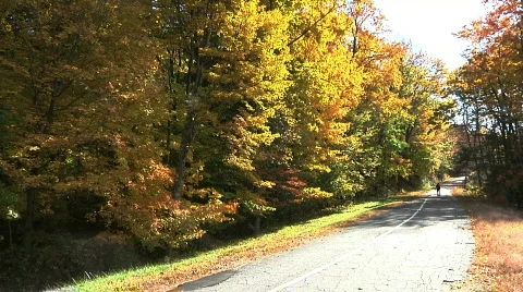 Fall Trees13 Stock Footage 540153