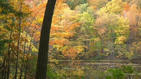 Fall Trees16 Stock Footage 540144