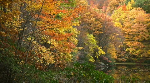 Fall Trees18 Stock Footage 540126
