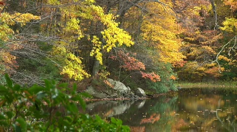Fall Trees25 Stock Footage 540110