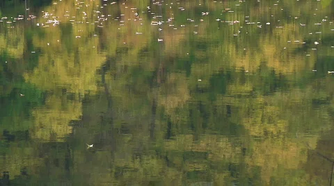 Fall Trees26 Stock Footage 540104