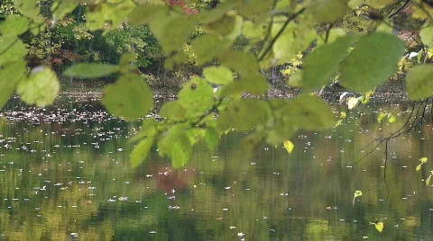 Fall Trees27 Stock Footage 540097