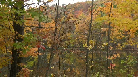 Fall Trees30 Stock Footage 540080