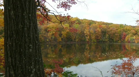 Fall Trees32 Stock Footage 540062
