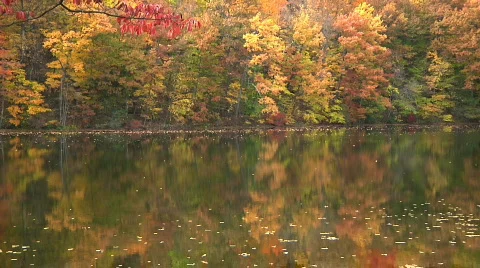 Fall Trees34 Stock Footage 540050