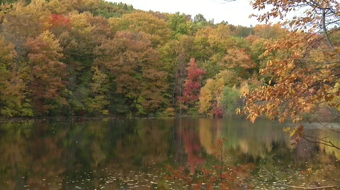 Fall Trees35 Stock Footage 540043