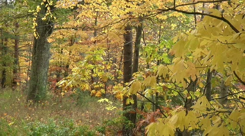 Fall Trees36 Stock Footage 540032