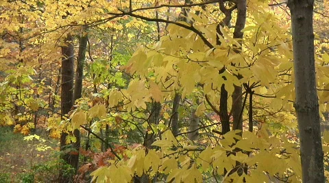 Fall Trees37 Stock Footage 540007