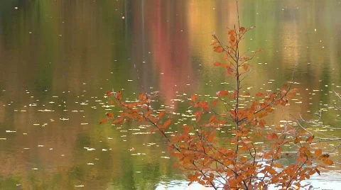 Fall Trees38 Stock Footage 539985