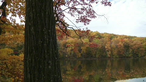 Fall Trees39 Stock Footage 539970