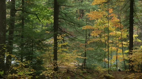 Fall Trees43 Stock Footage 539950