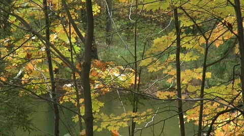 Fall Trees47 Stock Footage 539927