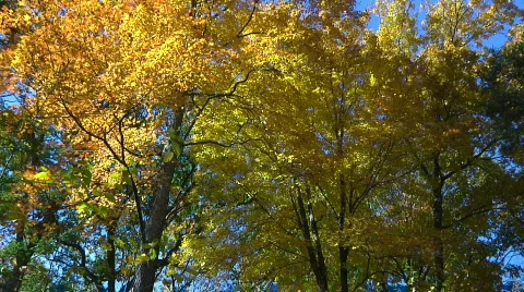 Fall Trees9 Stock Footage 540207