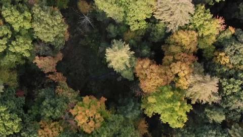 Fall Treetop Flyover Video stock 145938290