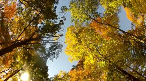 Fall Treetops in Sunshine Stock Footage 12210454