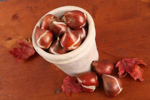 Fall tulip bulbs Stock Photos