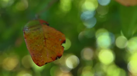 Fall turning leaf 库存影片 12373363