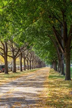 Fall at UChicago Stock Photos