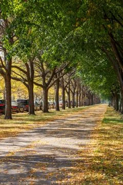Fall at UChicago Stock Photos