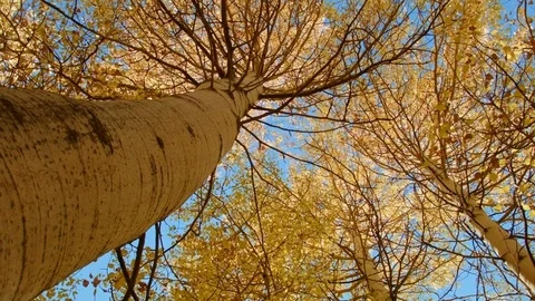 Fall underneath tree spin Aspens Steens Mountain Near Malhuer Wildlife Refuge 3 Stock Footage 81671733