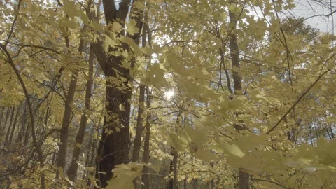 Fall in upstate NY - Sun behind the leaves Video stock 108059439