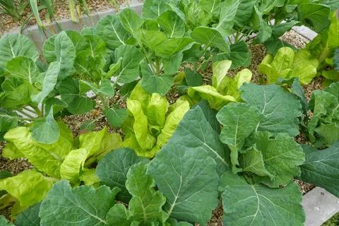 Fall vegetable garden growing leafy greens for healthy food 库存照片