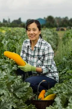 Fall vegetable harvest Stock Photos