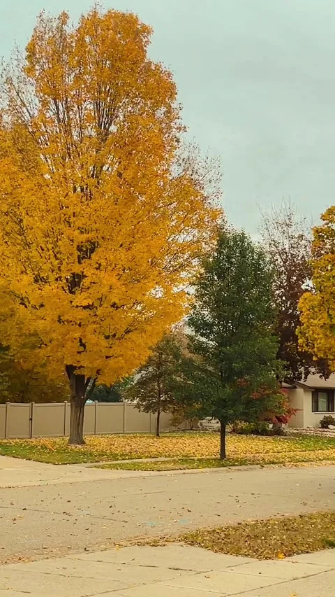 Fall vibes Stock Footage 279523723