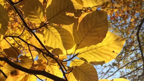 Fall Video Stock Footage 71822415
