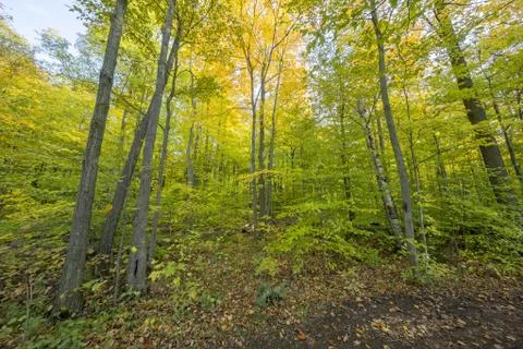 Fall view at Kelso conservation area Stock Photos