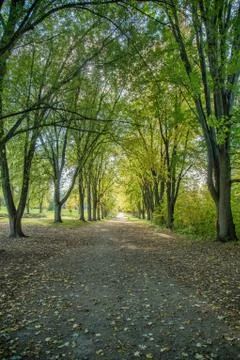 Fall view of the trees at Kelso conservation area Stock Photos