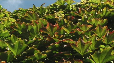 Fall vine-leaf Stock Footage 530893