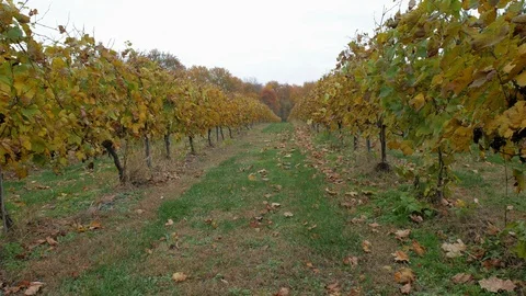 Fall vinyard row slider Stockbeeldmateriaal 97817875